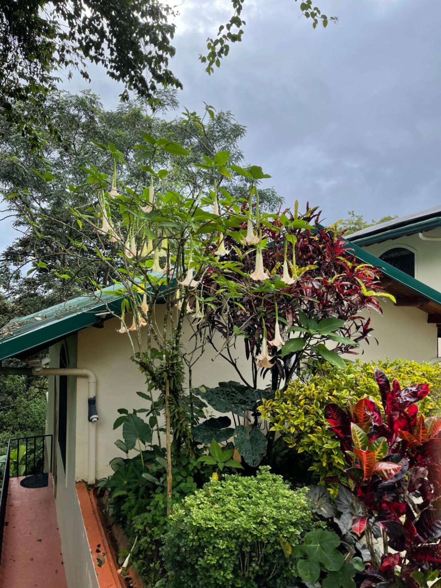 Mango Tree Villas Coronado Exteriér fotografie